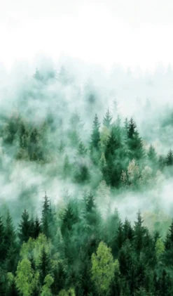 Fototapete Vlies Wald Bäume Nebel grün weiß 47267