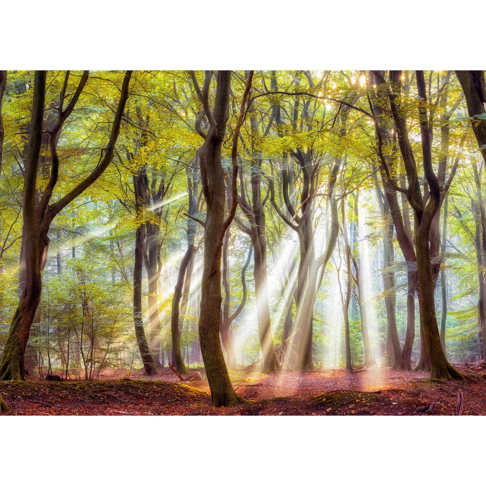 Fototapete Vlies Wald Bäume Spätsommer grün