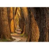 Fototapete Vlies Wald Bäume Weg braun orange