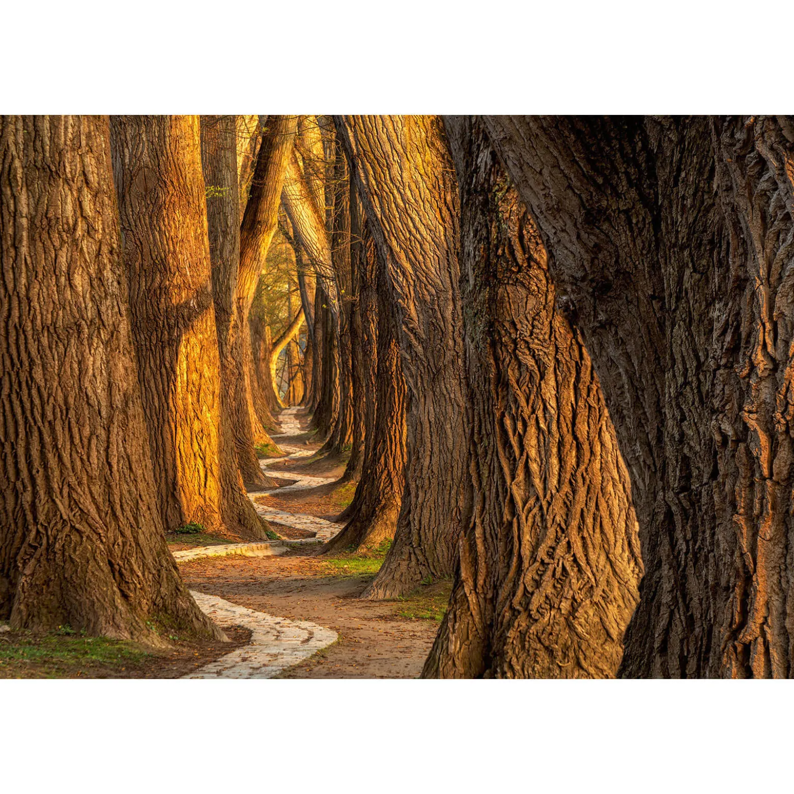 Fototapete Vlies Wald Bäume Weg braun orange