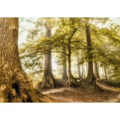 Fototapete Vlies Wald Laubbäume braun grün