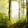 Fototapete Vlies Wald Lichtung Bäumen grün braun 47221