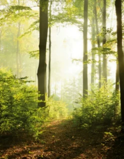 Fototapete Vlies Wald Lichtung Bäumen grün braun 47221
