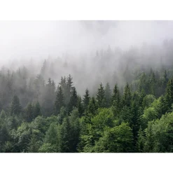 Fototapete Vlies Wald Nebel Bäume grün grau Designwalls