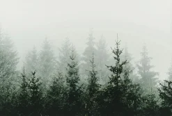 Fototapete Vlies Wald Tannen grün