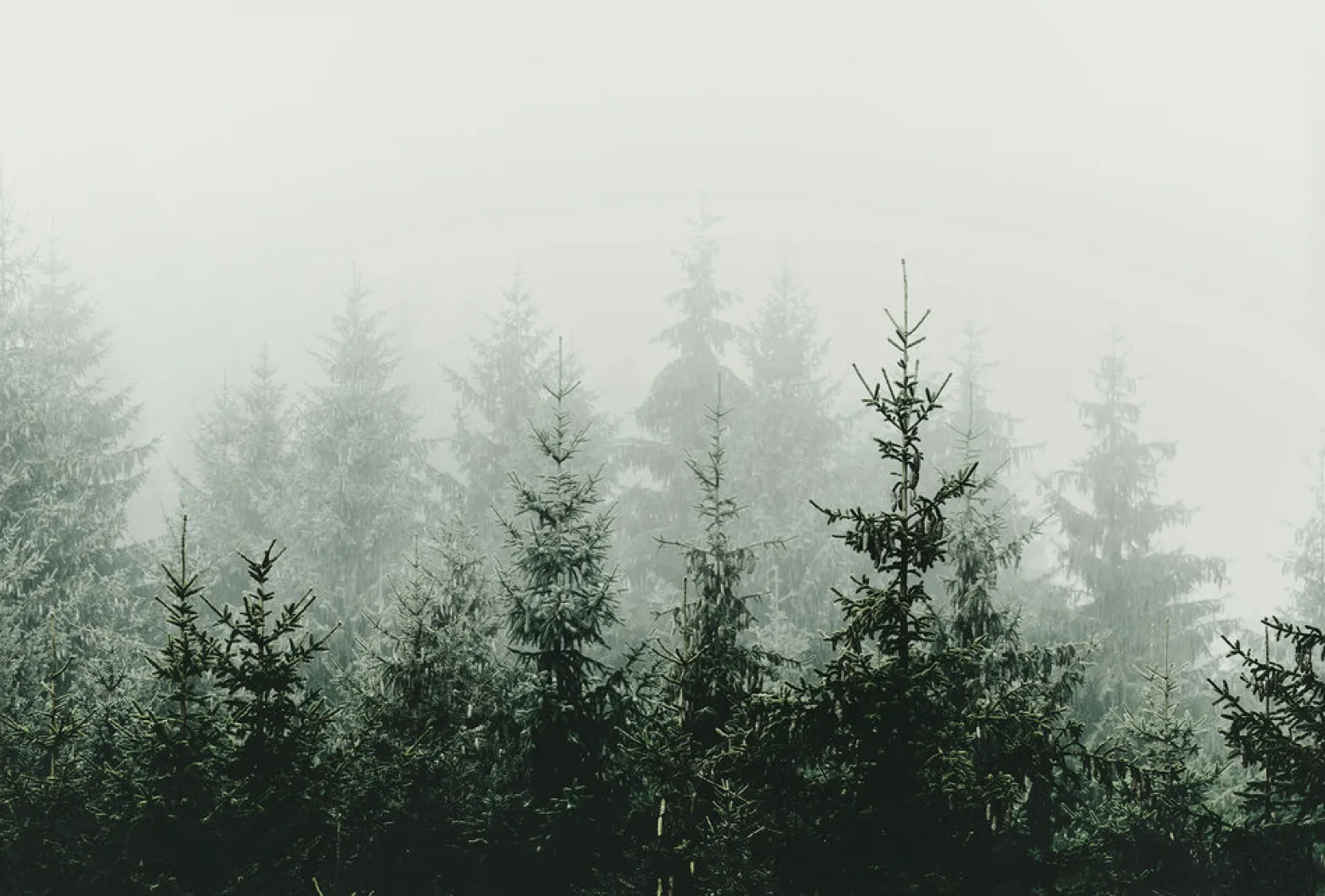 Fototapete Vlies Wald Tannen grün