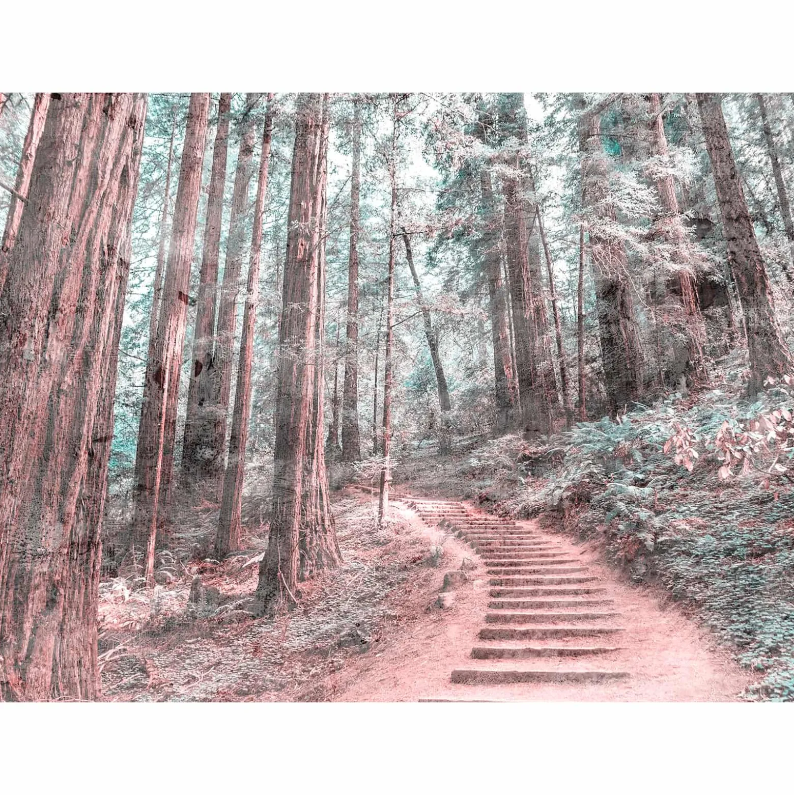 Fototapete Vlies Wald Treppe Weg blau grün Designwalls