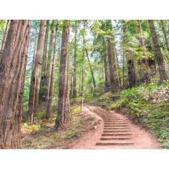 Fototapete Vlies Wald Treppe Weg grün braun Designwalls