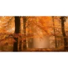 Fototapete Vlies Wald Weg Bäume Herbst braun