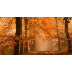 Fototapete Vlies Wald Weg Bäume Herbst braun