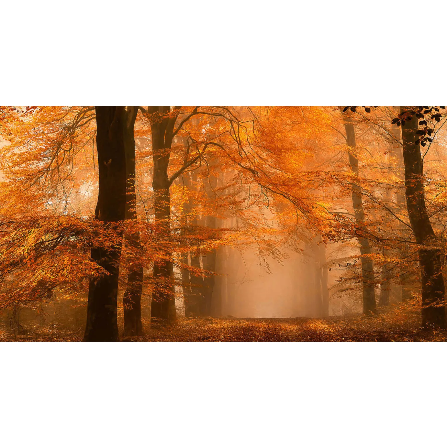 Fototapete Vlies Wald Weg Bäume Herbst braun