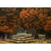 Fototapete Vlies Waldweg Herbst braun kupfer