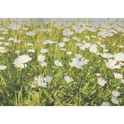 Fototapete Vlies Wiese Gänseblümchen grün