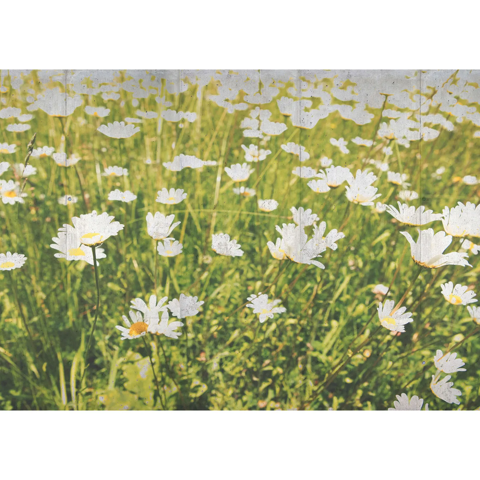 Fototapete Vlies Wiese Gänseblümchen grün