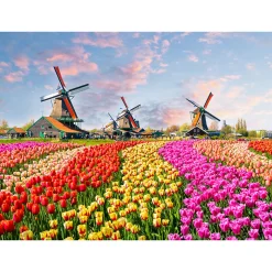 Fototapete Vlies Zaanse Schans Holland Tulpen gelb pink