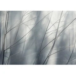 Guido Maria Kretschmer Fototapete Zweige Grau Anthrazit