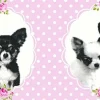 Kinder Bordüre Chihuahua Hund rosa schwarz 35850-2