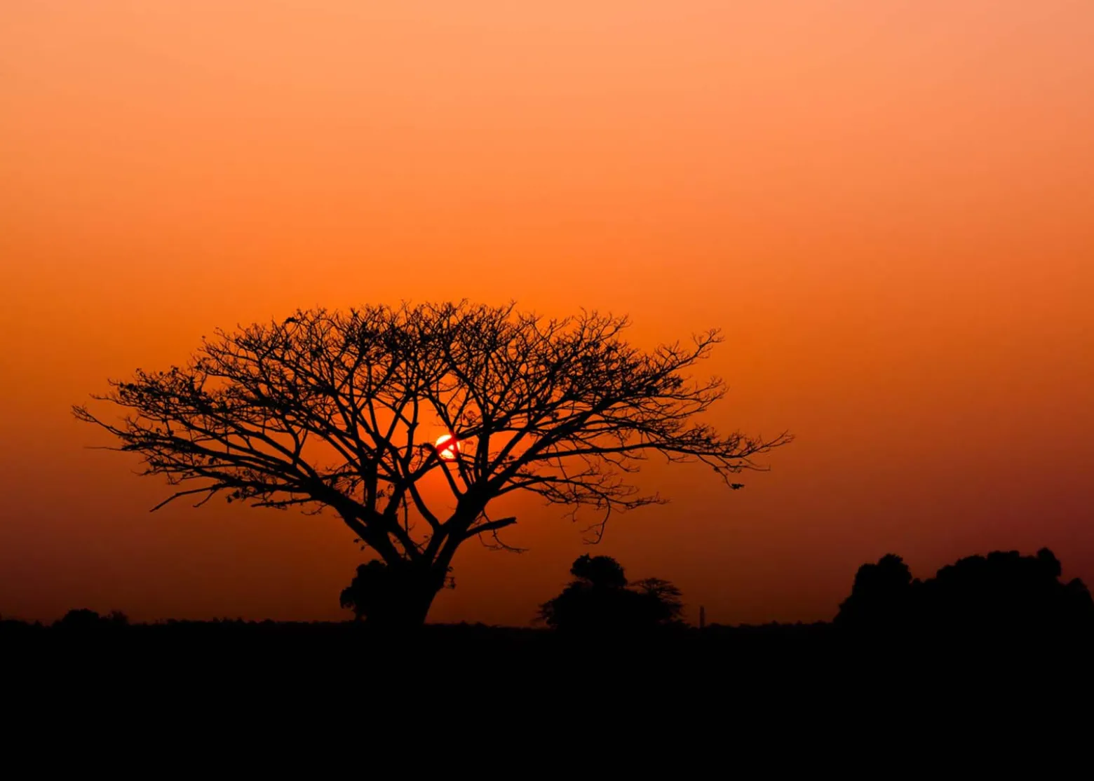 Rasch Fototapete Vlies Baum Afrika Orange Schwarz