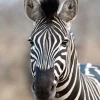 Rasch Fototapete Vlies Exotisch Zebra 363623