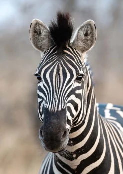 Rasch Fototapete Vlies Exotisch Zebra 363623