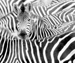 Rasch Fototapete Vlies Zebra Exotisch S/W 363616